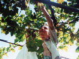 Стас залез на крышу и собирал виноград