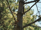 Белки скачут по деревьям по всей территории зоны отдыха