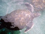 Водоплавающие черепахи